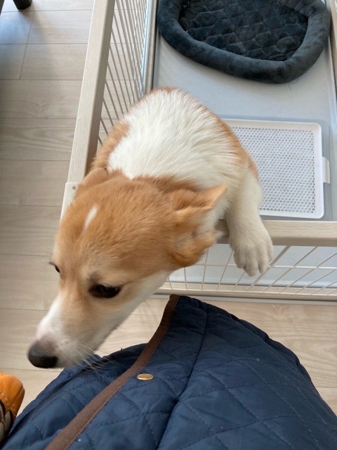 沼津市ペットシッター コーギーちくわくんのお世話の様子 三島市