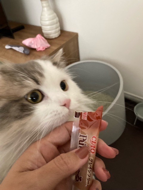 沼津市ペットシッター ぺーた君お世話の様子 沼津市