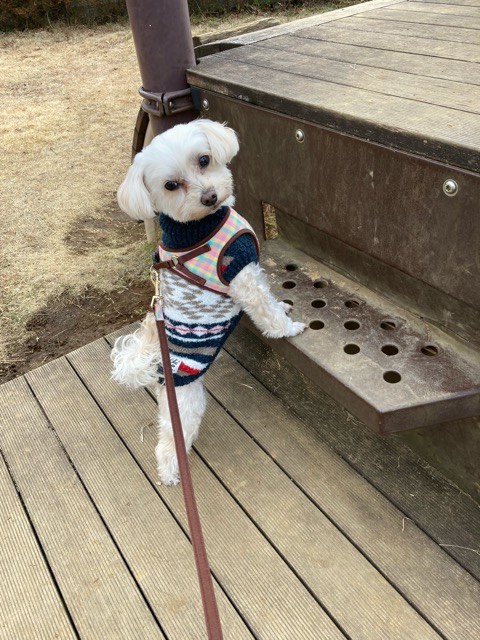 沼津市ペットシッター けんじくん お世話の様子 沼津市