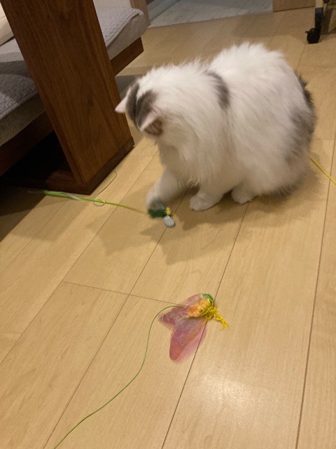 沼津市ペットシッター ぺーたくんお世話の様子 沼津市