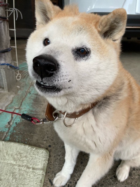 沼津市ペットシッター 定期利用ハチ君のお世話の様子 沼津市