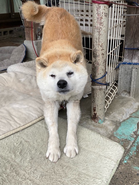 沼津市ペットシッター 定期利用のハチ君 お世話の様子 沼津市