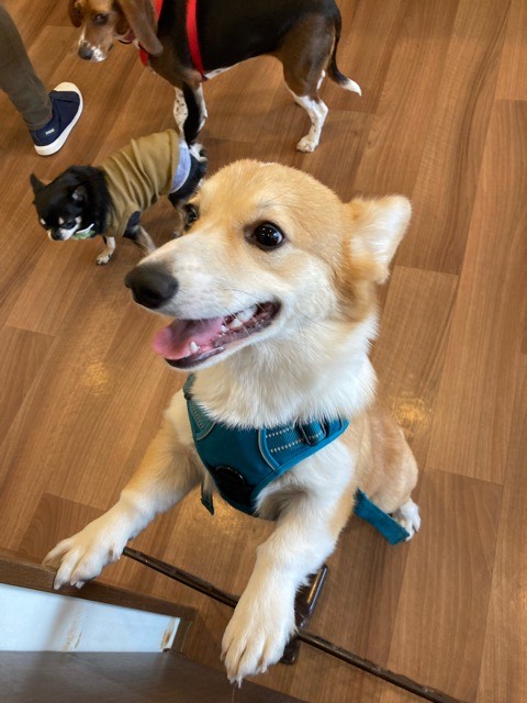 沼津市ペットシッター コーギーちくわ君のお世話の様子 三島市