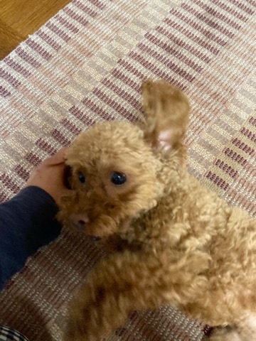 沼津市ペットシッター トイプららちゃん初回訪問 沼津市