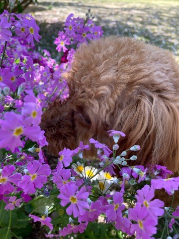 沼津市ペットシッター トイプのららちゃんお世話の様子 沼津市