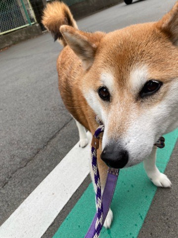 沼津市ペットシッター 柴犬ふじこちゃん お世話の様子 沼津市