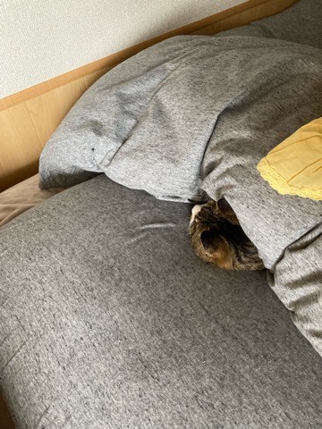 沼津市ペットシッター 猫ちゃんズのお世話の様子 清水町