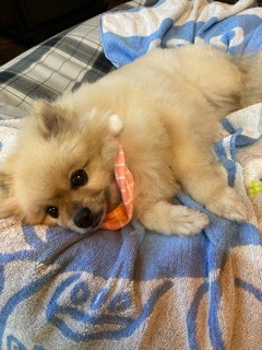 🎄12月受付終了のお知らせ🎄