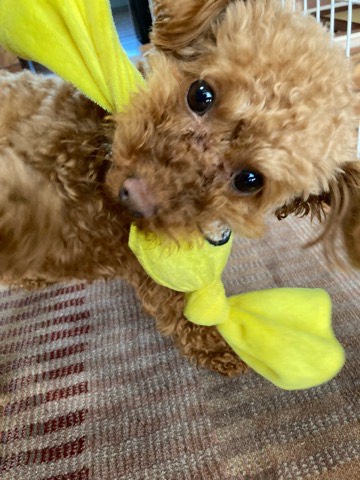 沼津市ペットシッター トイプららちゃんお世話の様子 沼津市