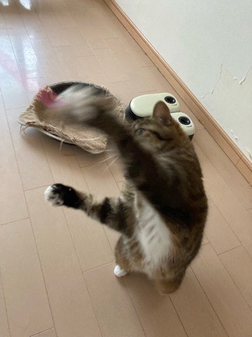 沼津市ペットシッター 長泉のニャンズ お世話の様子