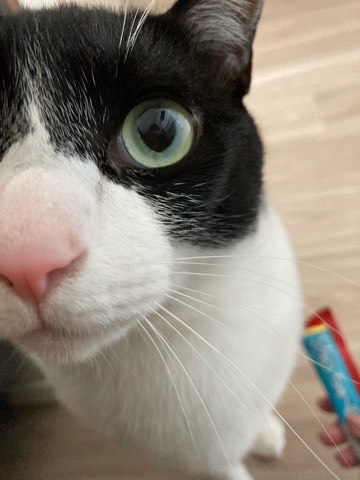 沼津市ペットシッター バロン君のお世話の様子 沼津市