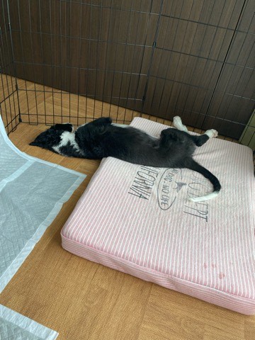 沼津市ペットシッター 鼻シュッの仲間たち初回訪問 三島市