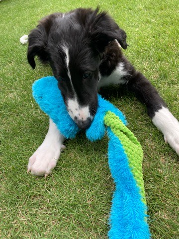 沼津市ペットシッター ボルゾイの渾君 お世話の様子 三島市