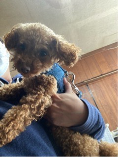 沼津市ペットシッター 定期利用トイプららちゃん お世話の様子 沼津市