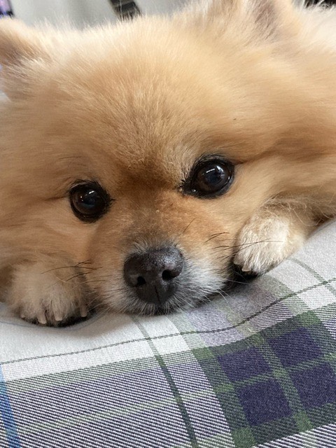 🌷4月受付終了のお知らせ🌷