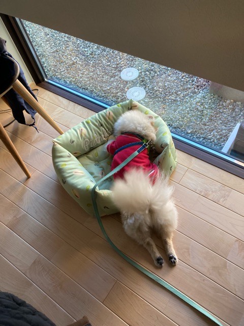 🌟2023年ゴールデンウィークのお知らせ🌟