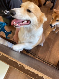 沼津市ペットシッター コーギーちくわ君 お世話の様子