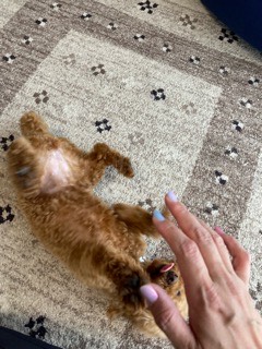 沼津市ペットシッター トイプららちゃん お世話の様子