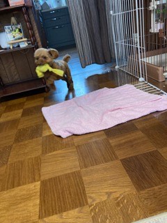 沼津市ペットシッター まさかのららちゃん再登場 お世話の様子