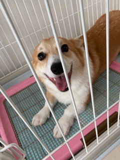 沼津市ペットシッター 定期利用のちくわ君 お世話の様子