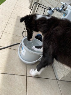 沼津市ペットシッター ボルゾイ渾(こん)君 お世話の様子