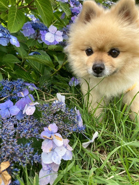 🌟７月受付終了のお知らせ🌟