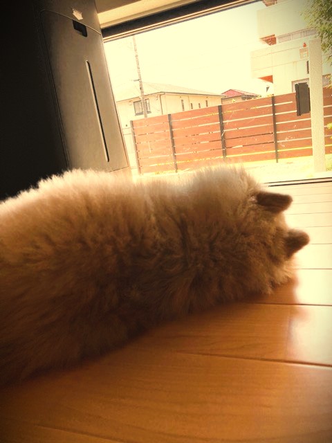 🌟８／１０～８／２０　繁忙期のお知らせ🌟