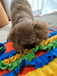 沼津市ペットシッター 定期利用のトイプーららちゃんお世話の様子 沼津市