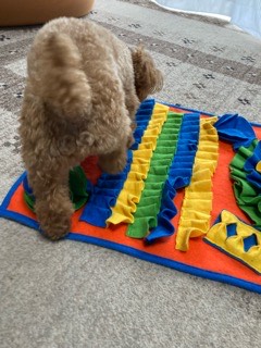 沼津市ペットシッター 定期利用のららちゃんお世話の様子 沼津市