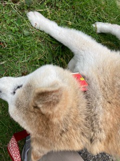 沼津市ペットシッター 定期利用の柴犬ハチ君お世話の様子 沼津市