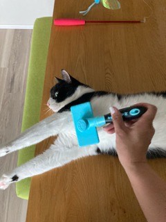 沼津市ペットシッター 猫のバロン君(パンパン君)お世話の様子 沼津市