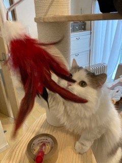 沼津市ペットシッター intopet内でのご紹介 ラガマフィンのぺーた君