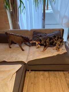 沼津市ペットシッター 仲良しワンズのお世話の様子 沼津市