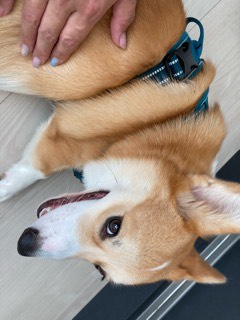 沼津市ペットシッター 定期利用コーギーちくわ君 三島市