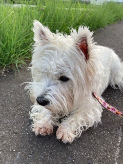 沼津市ペットシッター ウェスティのべべちゃんお世話の様子 沼津市