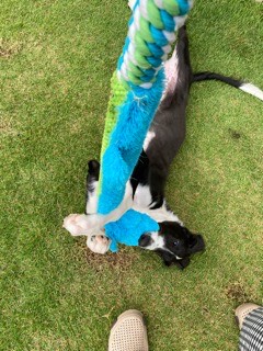 沼津市ペットシッター ボルゾイ渾(こん)君お世話の様子 三島市