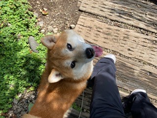 沼津市ペットシッター 柴犬のアッシュ君初回訪問 沼津市