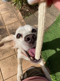 沼津市ペットシッター レモンビーグルのミントちゃんお世話の様子 沼津市