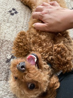 沼津市ペットシッター みんなみんなのお世話の様子 沼津市三島市