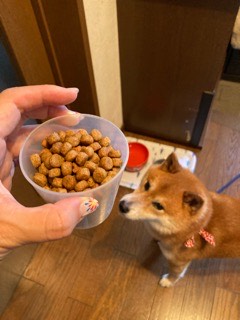 沼津市ペットシッター みんなみんなのお世話の様子 沼津市三島市