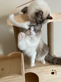 沼津市ペットシッター みんなみんなのお世話の様子 沼津市三島市