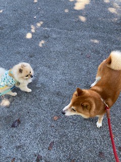 沼津市ペットシッター みんなみんなのお世話の様子などなど 三島市・沼津市