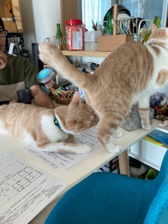 沼津市ペットシッター みんなみんなのお世話の様子 三島市・沼津市