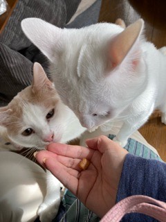 沼津市ペットシッター みんなみんなのお世話の様子 沼津市