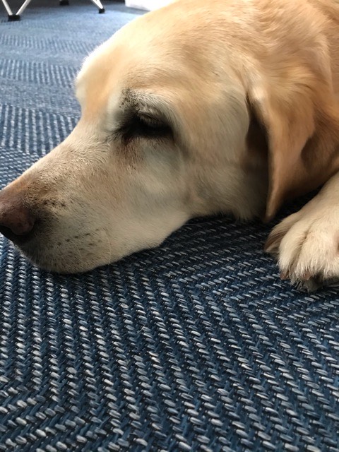 沼津市ペットシッター ラブラドールレトリーバーラブちゃん初回訪問の様子