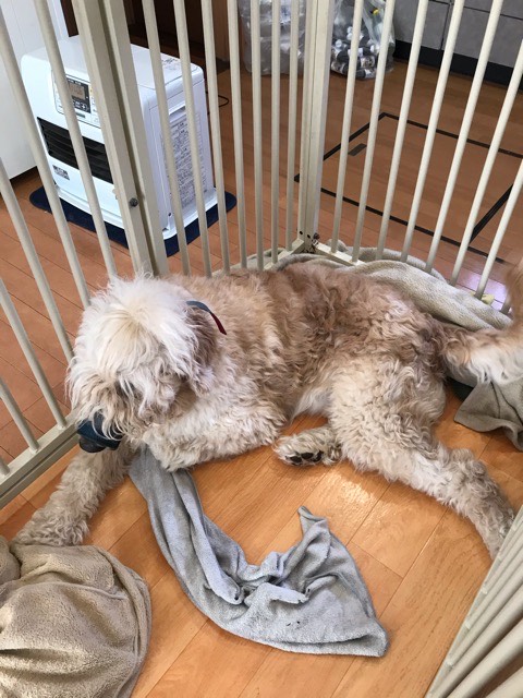 沼津市ペットシッター ゴールデンドゥードゥルと仲間たち初回訪問