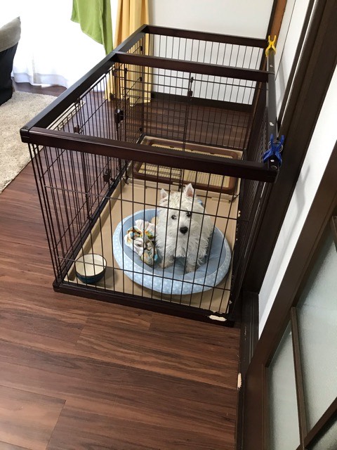 沼津市ペットシッター 初めてのお留守番の様子とお客様の声