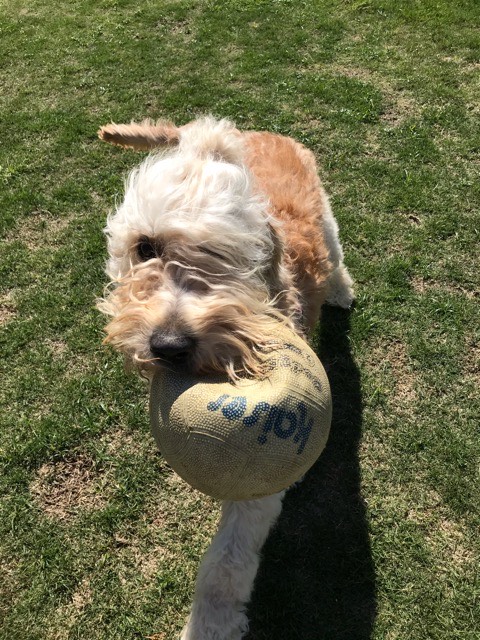 沼津市ペットシッター Gドゥードゥルとその仲間たちお世話の様子 沼津市