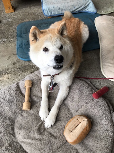 沼津市ペットシッター ハチ君土砂降りの合間に!!!! 沼津市