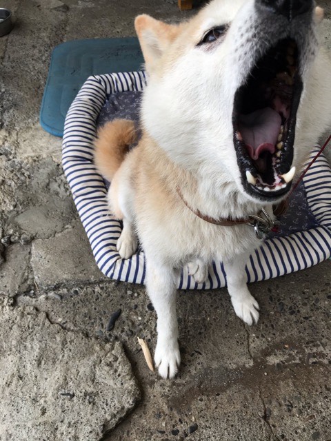 沼津市ペットシッター ハチ君お世話の様子・お客様の声 沼津市